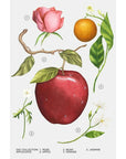 Zara Apple Juice Eau De Toilette 30ml